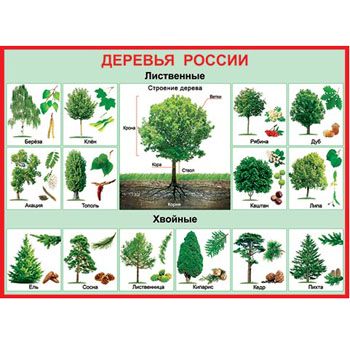 Основное изображение