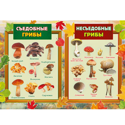 Сомневаешься — не бери: 7 ядовитых грибов в лесах России