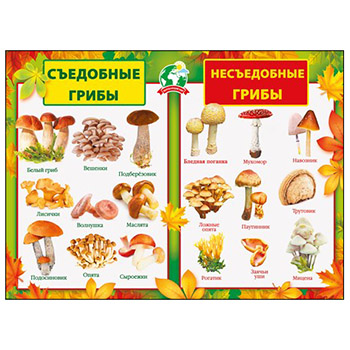 Основное изображение